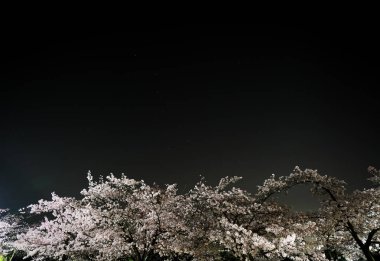 Tokyo, Japonya-Mart 29, 2018: Kiraz çiçekleri veya Sakura Büyükayı veya Charles's Wain tam Bloom