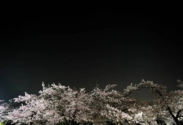 Tokyo Japan März 2018 Kirschblüten Oder Sakura Voller Blüte Mit — Stockfoto
