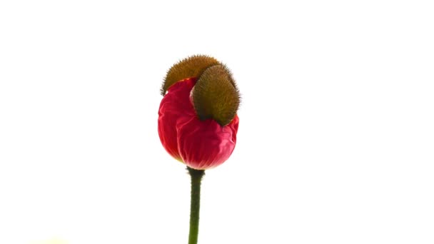 Tokyo, Japon, 6 avril 2018 : Ouverture de la fleur de pavot sauvage sur fond blanc pur 