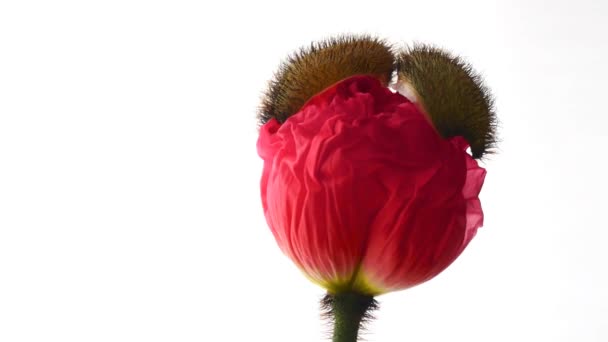 Tokyo, Japon, 6 avril 2018 : Ouverture de la fleur de pavot sauvage sur fond blanc pur 