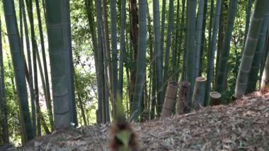 Tokyo, Japonya-Nisan 12, 2018: bambu sürgün ya da bambu Filiz ve bambu ormanı