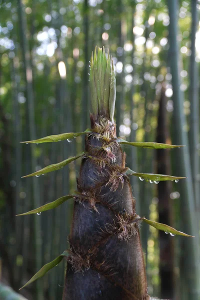 Tokyo Japan April 2018 Tropfen Aus Bambuskeimen Oder Bambuskeimen Wird — Stockfoto