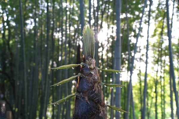 Tokyo Japan April 2018 Drip Bamboo Sprout Bamboo Shoot Observed — Stock Photo, Image