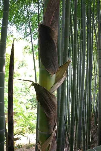 Tokio Japón Abril 2018 Las Vainas Brotes Bambú Pelarán Medida — Foto de Stock