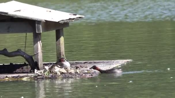 Tokyo Japan Maj 2018 Dabchick Eller Smådopping Matar Sin Baby — Stockvideo