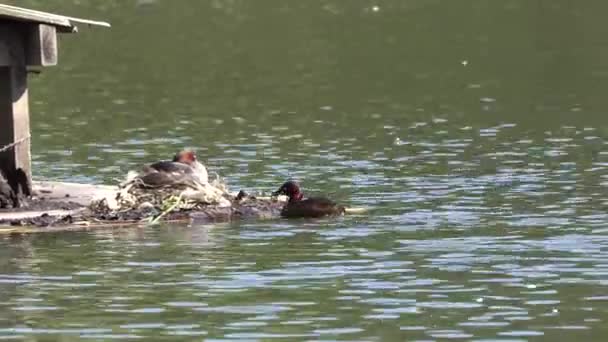 Tokyo Japan May 2018 Dabchick Little Grebe Feeds Its Baby — Stock Video