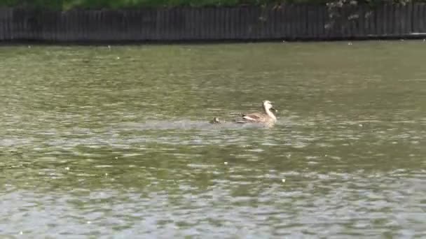 Tokyo Japan May 2018 Duck Family Feeding Pond — Stock Video