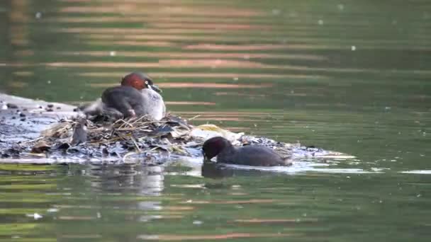 Tokyo Japan May 2018 Dabchick Little Grebe Feeds Its Babies — Stock Video