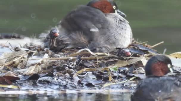 Tokyo Japan Mei 2018 Dabchick Dodaars Voedt Haar Baby — Stockvideo