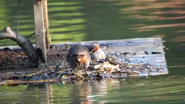 Tokyo Japan May 2018 Dabchick Little Grebe Feeds Its Babies — Stock Video