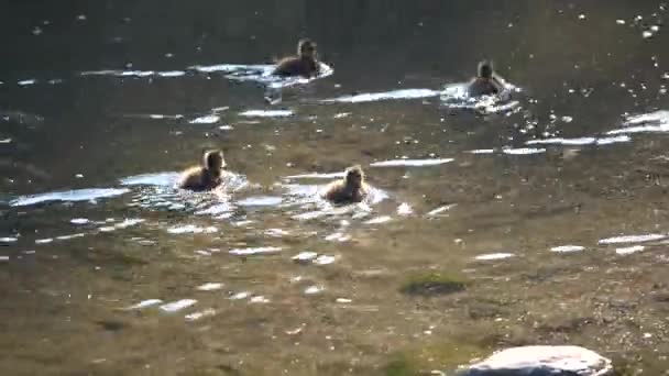 Tokyo Japan Mei 2018 Duck Familie Zwemmen Een Lotus Vijver — Stockvideo