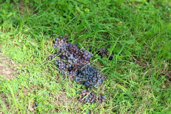 日本山崎 2019年11月2日 在日本山崎的一个葡萄园里 葡萄在收获过程中变薄或采摘 — 图库照片