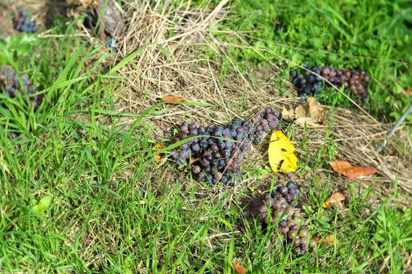 日本山崎 2019年11月2日 在日本山崎的一个葡萄园里 葡萄在收获过程中变薄或采摘 — 图库照片