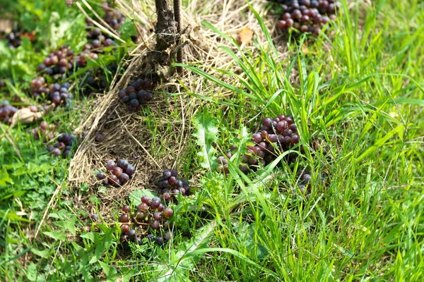 Yamanashi Japón Noviembre 2019 Aclarado Recogido Uvas Durante Cosecha Viñedo — Foto de Stock