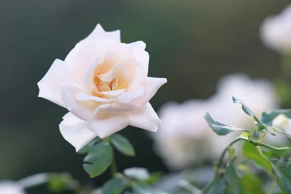 Tokio Japan November 2019 Isolierte Weiße Rose Oder Michele Meilland — Stockfoto