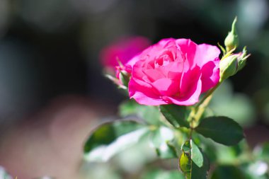 Tokyo, Japonya-7 Kasım 2019: Tokyo 'da sonbaharda yalnız kırmızı gül veya Urara