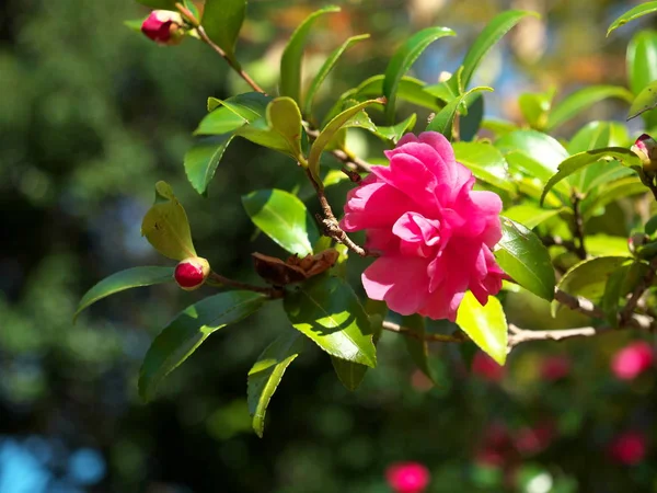 Tokyo, Japonya-8 Kasım 2019: Tokyo 'da sonbaharda Kamelya sasanqua