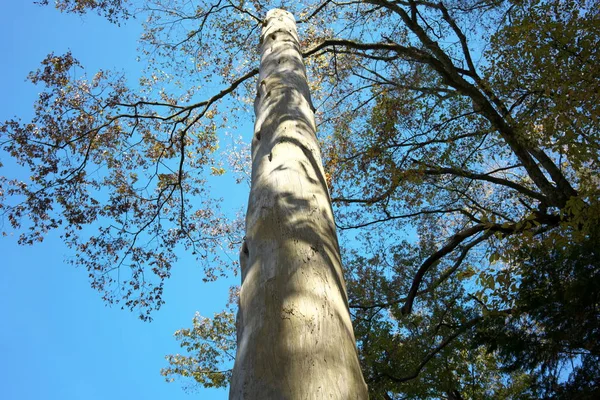 Tokyo Japan November 2019 Fir Pillar Onbashira Mae Miya Suwa — стокове фото