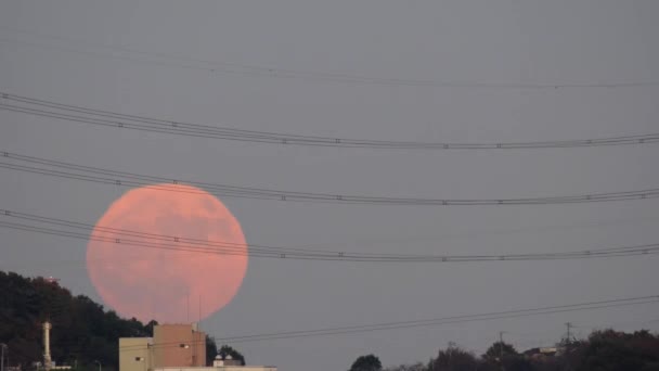 日本东京 2019年11月12日 从日本东京郊区观测到的满月升起 — 图库视频影像
