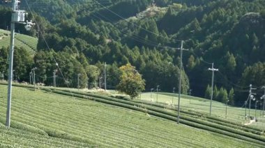Kyoto, Japonya-15 Kasım 2019: Wazuka, Kyoto 'daki güzel çay tarlaları