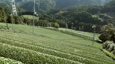 Kyoto, Japonya-15 Kasım 2019: Wazuka, Kyoto 'daki güzel çay tarlaları