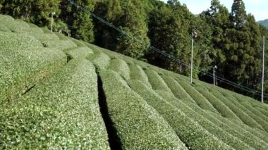 Kyoto, Japonya-15 Kasım 2019: Wazuka, Kyoto 'daki güzel çay tarlaları