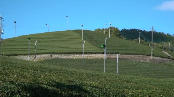 Kyoto Jepang November 2019 Beautiful Tea Fields Wazuka Uji Kyoto — Stok Video