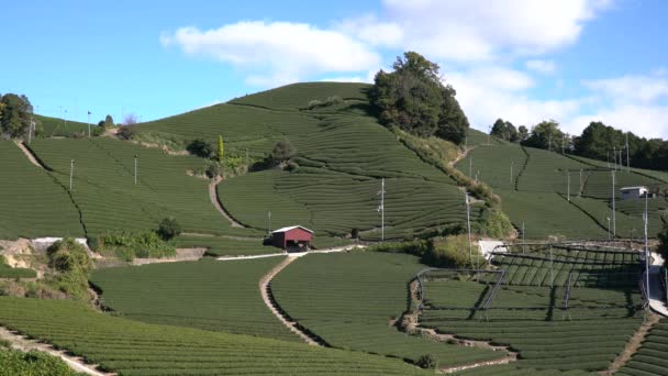 Kyoto Jepang November 2019 Beautiful Tea Fields Wazuka Uji Kyoto — Stok Video