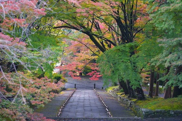 Kyoto Japan November 2019 Färgglada Höstlöv Och Stentrappor Kyoto — Stockfoto