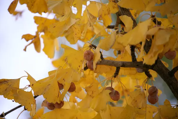 Tokio Japan November 2019 Oude Gingko Noten Een Tak Vroege — Stockfoto