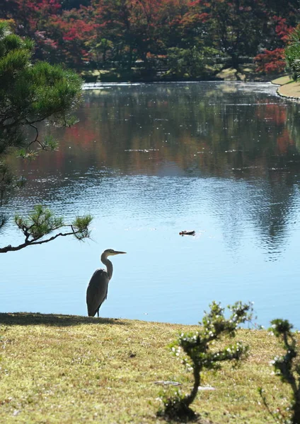 Kyoto Japão Novembro 2019 Uma Garça Cinza Margem Uma Lagoa — Fotografia de Stock