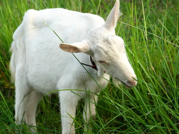 Tokyo Japan November 2019 Closeup Goat Face Tokyo — Stock Photo, Image