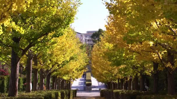 Tóquio Japão Novembro 2019 Gingko Árvores Longo Uma Pista Início — Vídeo de Stock