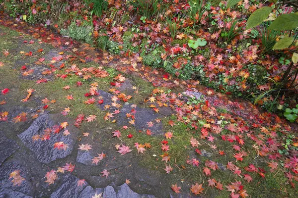 Belles Feuilles Automne Sont Tombées Sur Rocher Terre Sous Pluie — Photo