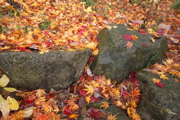Beautiuful Autumn Leaves Fell Rock Earth Rain Japan — Stock Photo, Image