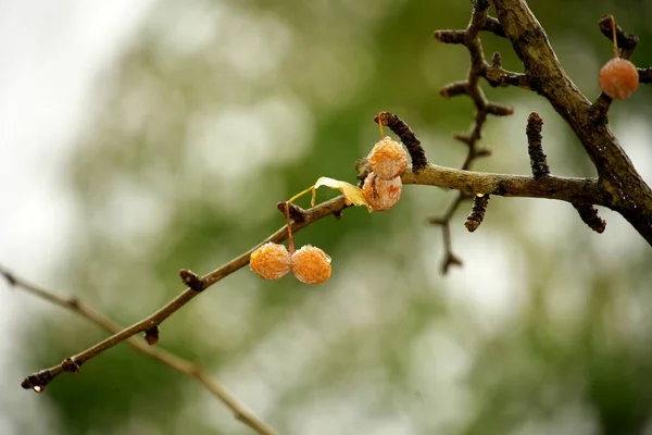 Japan November 2019 비오는 겨울에 여전히 나뭇가지에 Gingko — 스톡 사진