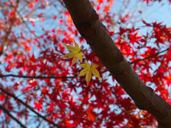 Tokyo Giappone 2019 Belle Foglie Colorate Autunnali Acer Palmatum Osservate — Foto Stock