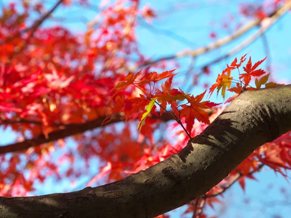 Tokyo Giappone 2019 Belle Foglie Colorate Autunnali Acer Palmatum Osservate — Foto Stock