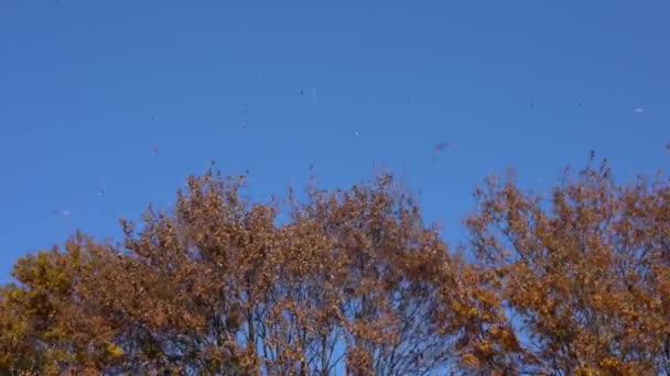 Tokyo Japon Décembre 2019 Feuilles Tombées Hiver Tokyo — Video