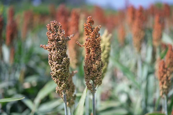 Nakhon Ratchasima Thaïlande Décembre 2019 Millet Basse Cour Echinochloa Esculenta — Photo