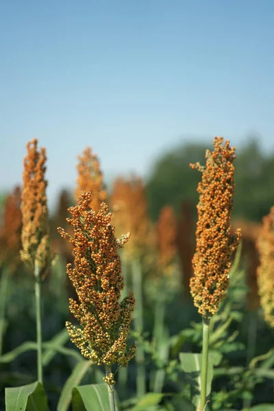 Nakhon Ratchasima Thailand December 2019 Barnyard Millet Echinochloa Esculenta Japanese — стоковое фото