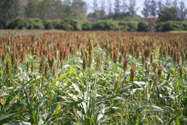 Nakhon Ratchasima Thailand December 2019 Barnyard Millet Echinochloa Esculenta Japanese — стоковое фото