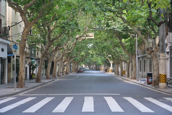 Shanghai China September 2019 Voormalige Franse Concessie Met Platanusbomen Bij — Stockfoto