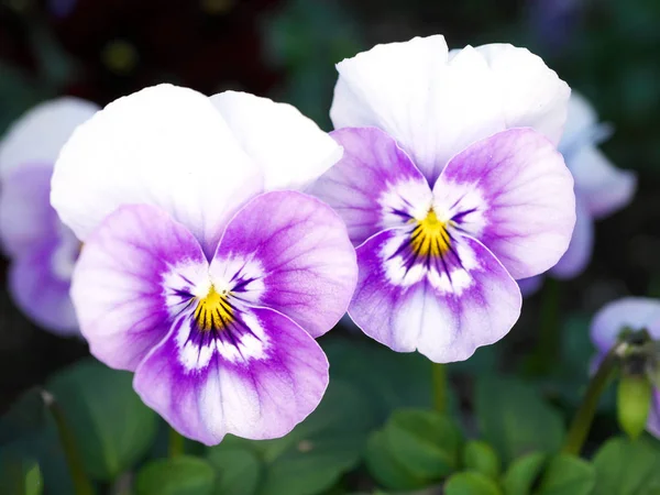 Tóquio Japão Janeiro 2020 Fechamento Gêmeos Jardim — Fotografia de Stock