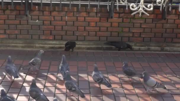 Tokyo Japon Janvier 2020 Bataille Entre Corbeaux Pigeons — Video