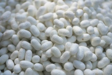 Nakhon Ratchasima, Tayland-7 Aralık 2019: İpek böcekleri kozaları veya Bombyx mori