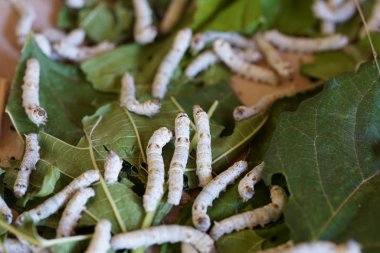 Nakhon Ratchasima, Tayland-7 Aralık 2019: İpek böcekleri veya Bombyx mori dut yaprakları yiyor