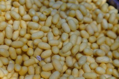 Nakhon Ratchasima, Tayland-7 Aralık 2019: İpek böcekleri kozaları veya Bombyx mori