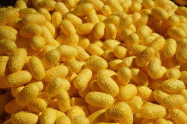 Nakhon Ratchasima, Tayland-7 Aralık 2019: İpek böcekleri kozaları veya Bombyx mori