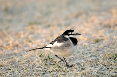 Tokyo, Japonya-20 Ocak 2020: Beyaz bir Wagtail ya da Japon Pied Wagtail kış gündoğumunda çimlerin üzerinde